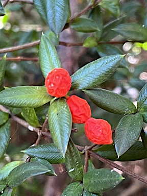 APII jpeg image of Alyxia ruscifolia  © contact APII