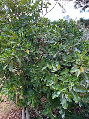 APII jpeg image of Ochrosia elliptica  © contact APII