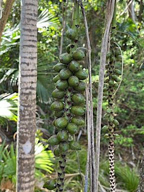 APII jpeg image of Howea belmoreana  © contact APII