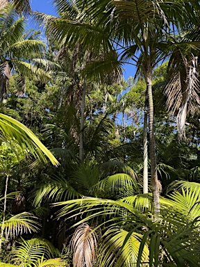 APII jpeg image of Howea forsteriana  © contact APII