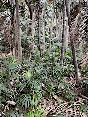 APII jpeg image of Howea forsteriana  © contact APII