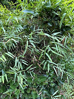 APII jpeg image of Geitonoplesium cymosum  © contact APII