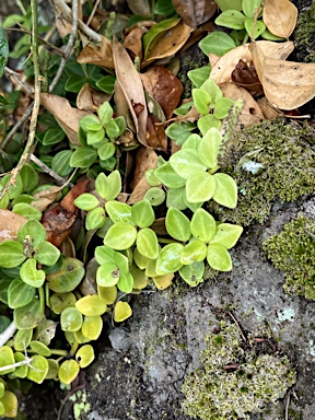 APII jpeg image of Peperomia tetraphylla  © contact APII