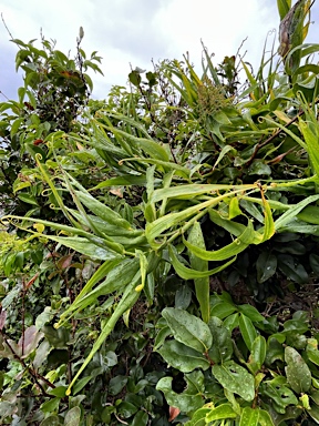 APII jpeg image of Flagellaria indica  © contact APII