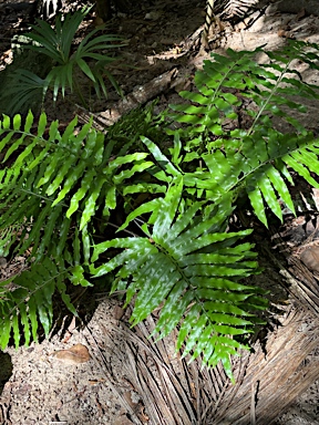 APII jpeg image of Asplenium milnei  © contact APII