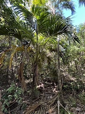 APII jpeg image of Howea belmoreana  © contact APII