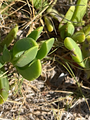 APII jpeg image of Carpobrotus glaucescens  © contact APII