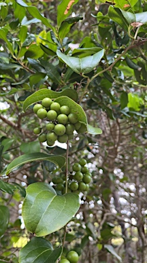 APII jpeg image of Smilax australis  © contact APII
