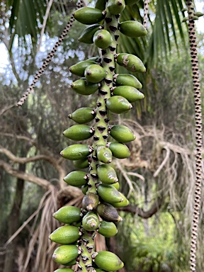 APII jpeg image of Howea belmoreana  © contact APII