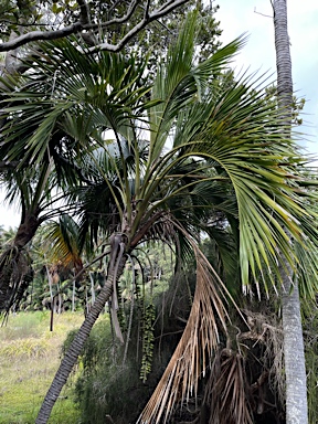 APII jpeg image of Howea belmoreana  © contact APII