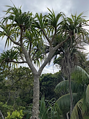 APII jpeg image of Pandanus forsteri  © contact APII