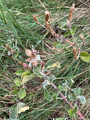 APII jpeg image of Achyranthes aspera  © contact APII