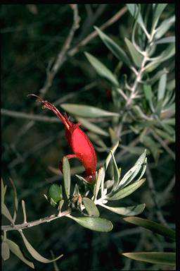 APII jpeg image of Eremophila glabra  © contact APII