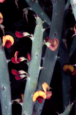 APII jpeg image of Daviesia euphorbioides  © contact APII