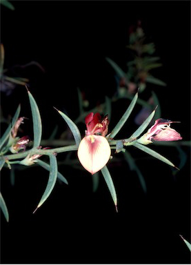 APII jpeg image of Daviesia preissii  © contact APII