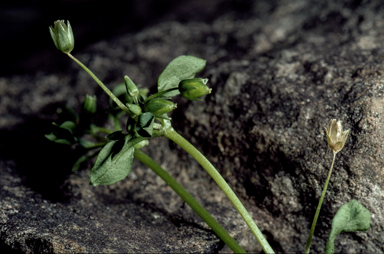 APII jpeg image of Stellaria pallida  © contact APII