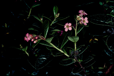 APII jpeg image of Escallonia rubra var. rubra  © contact APII