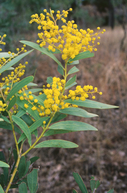 APII jpeg image of Acacia everistii  © contact APII