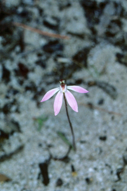 APII jpeg image of Caladenia fuscata  © contact APII