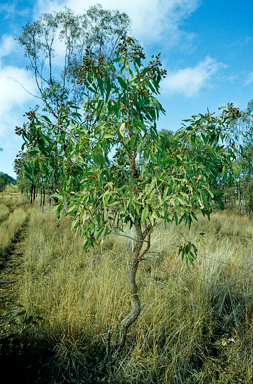 APII jpeg image of Corymbia erythrophloia  © contact APII