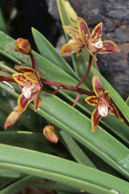 APII jpeg image of Cymbidium canaliculatum  © contact APII