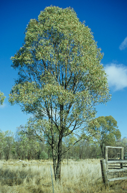 APII jpeg image of Eucalyptus orgadophila  © contact APII