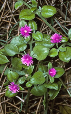 APII jpeg image of Mesembryanthemum ?cordifolium  © contact APII