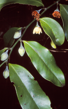 APII jpeg image of Eupomatia laurina  © contact APII