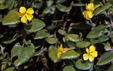 APII jpeg image of Goodenia ovata  © contact APII