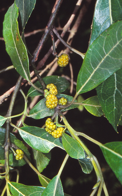 APII jpeg image of Hedycarya angustifolia  © contact APII