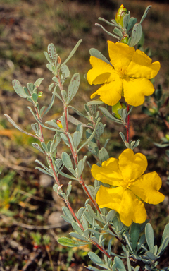 APII jpeg image of Hibbertia obtusifolia  © contact APII