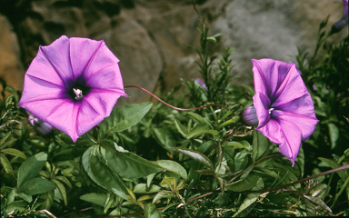 APII jpeg image of Ipomoea cairica  © contact APII