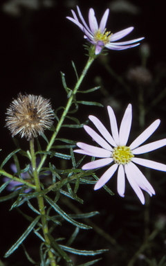 APII jpeg image of Olearia tenuifolia  © contact APII