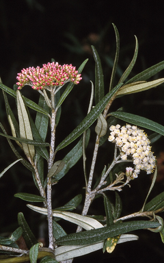 APII jpeg image of Ozothamnus argophyllus  © contact APII