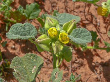 APII jpeg image of Abutilon otocarpum  © contact APII