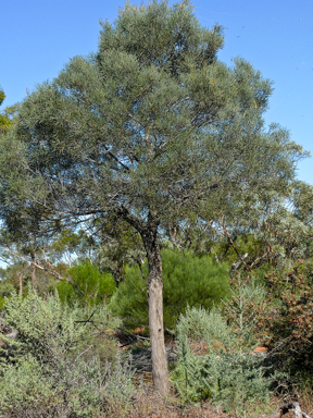 APII jpeg image of Acacia oswaldii  © contact APII