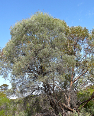 APII jpeg image of Acacia oswaldii  © contact APII