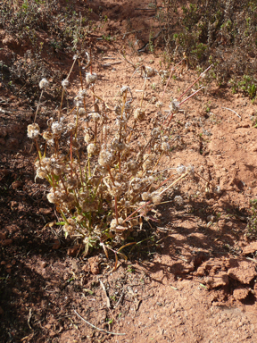 APII jpeg image of Alternanthera nodiflora  © contact APII