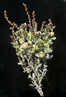 APII jpeg image of Atriplex vesicaria subsp. macrocystidia  © contact APII