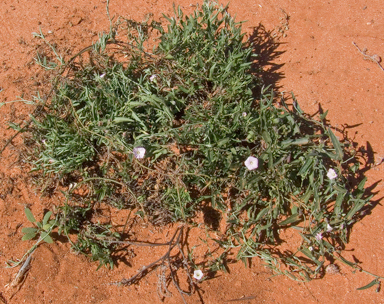 APII jpeg image of Convolvulus remotus  © contact APII