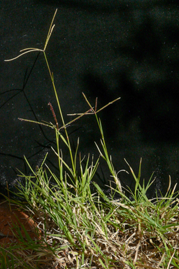 APII jpeg image of Cynodon dactylon  © contact APII