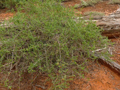 APII jpeg image of Enchylaena tomentosa var. tomentosa  © contact APII