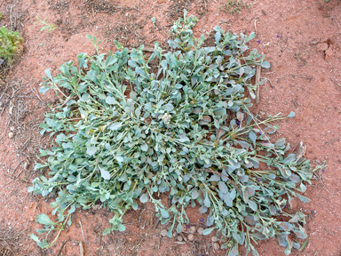 APII jpeg image of Sphaeromorphaea australis  © contact APII