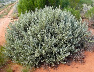 APII jpeg image of Eremophila glabra subsp. glabra  © contact APII