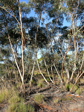 APII jpeg image of Eucalyptus dumosa  © contact APII