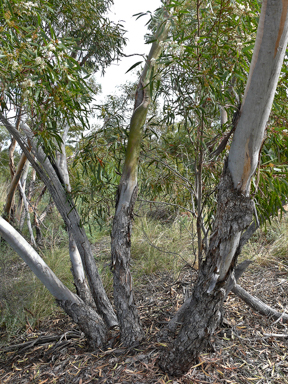 APII jpeg image of Eucalyptus gracilis  © contact APII