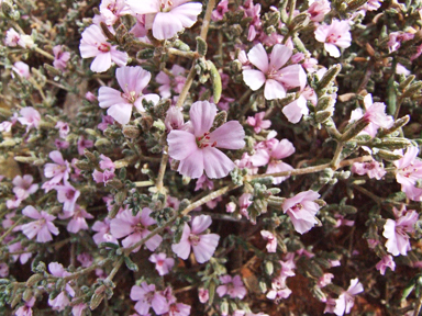 APII jpeg image of Frankenia serpyllifolia  © contact APII