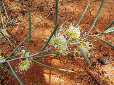 APII jpeg image of Hakea leucoptera subsp. leucoptera  © contact APII