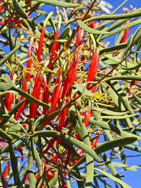 APII jpeg image of Lysiana exocarpi subsp. exocarpi  © contact APII