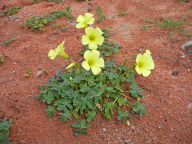 APII jpeg image of Oxalis pes-caprae  © contact APII